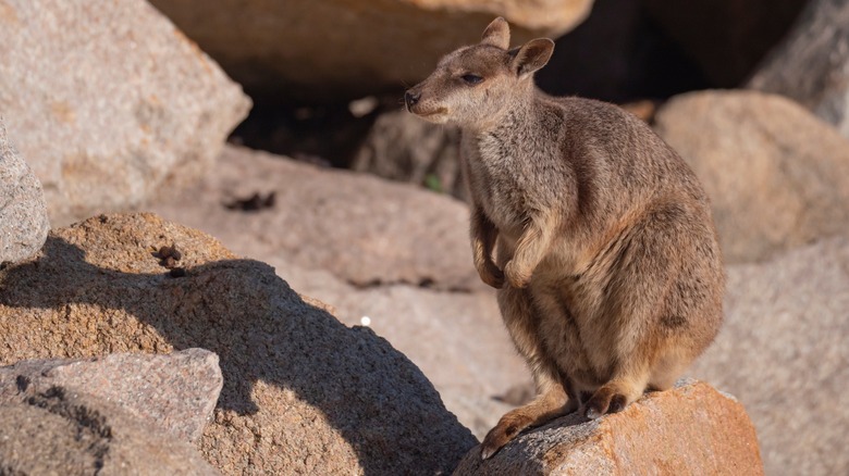 allied rock-wallaby on Magnetic Island