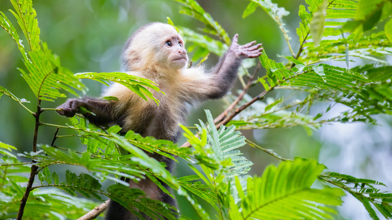 Baby white-faced capuchin
