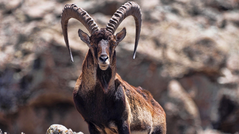 walia ibex in the mountains