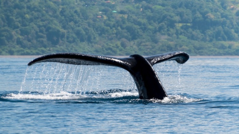 Tail of a humpback whale