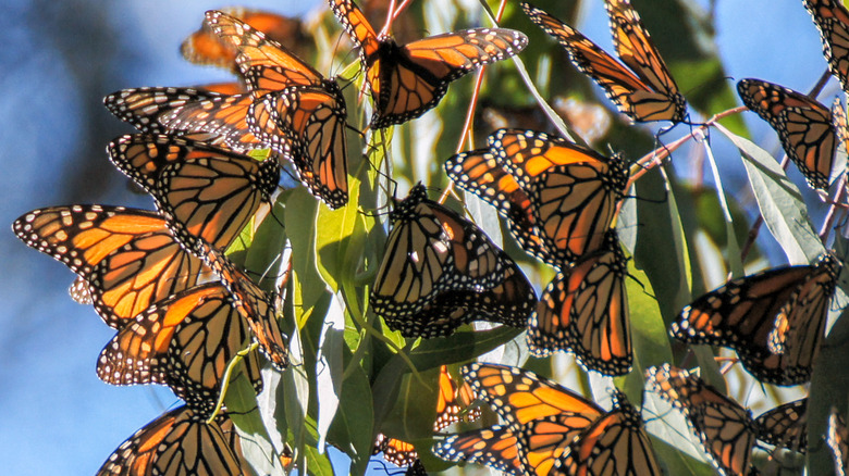 Monarch butterflies at Natural Bridges State Beach