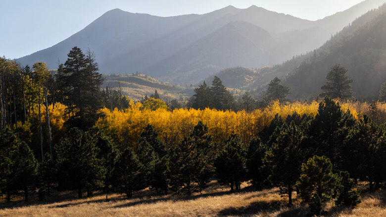 yellow aspens and mountain peaks