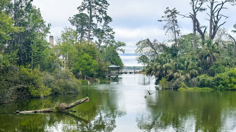 Palmetto Bluff river and trees