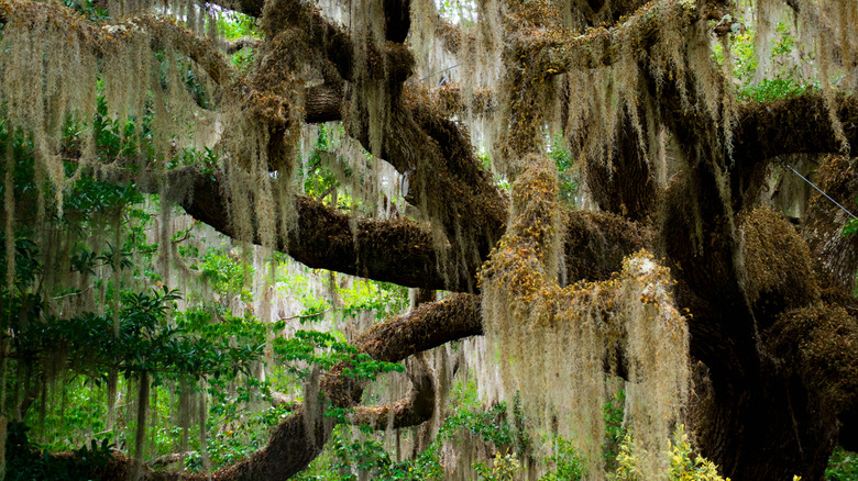 Oak tree in Brookgreen Gardens