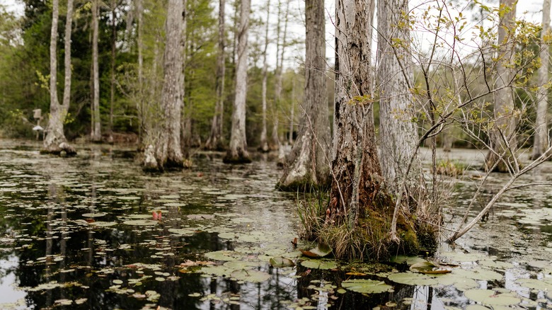 Trees in water in Cypress Gardens