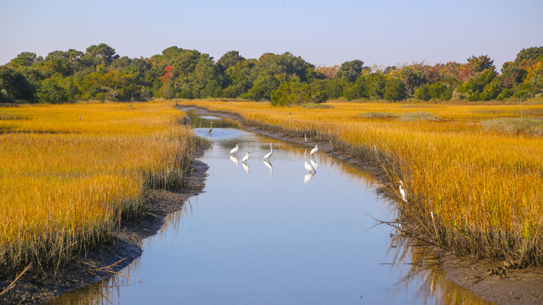 Birds and stream on Kiawah Island