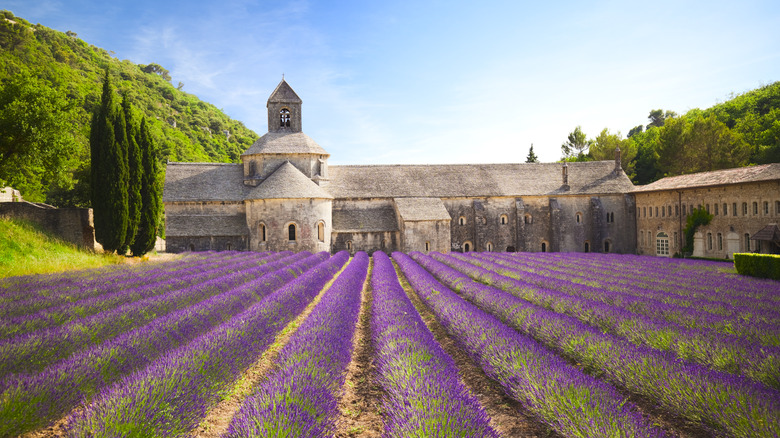 lavender growing in Provence