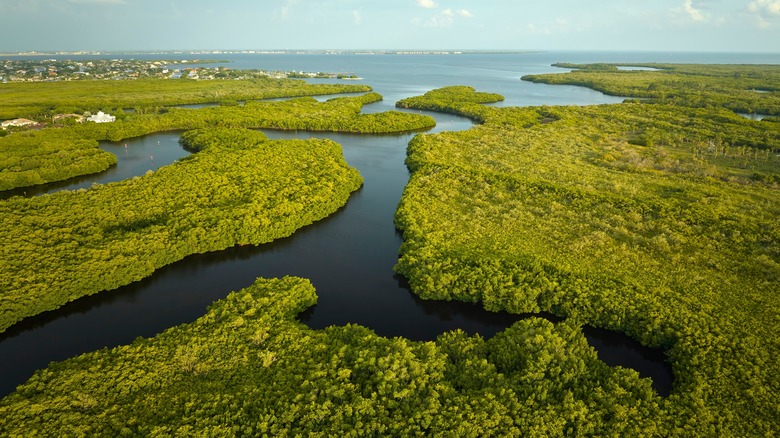 Overview of the Everglades