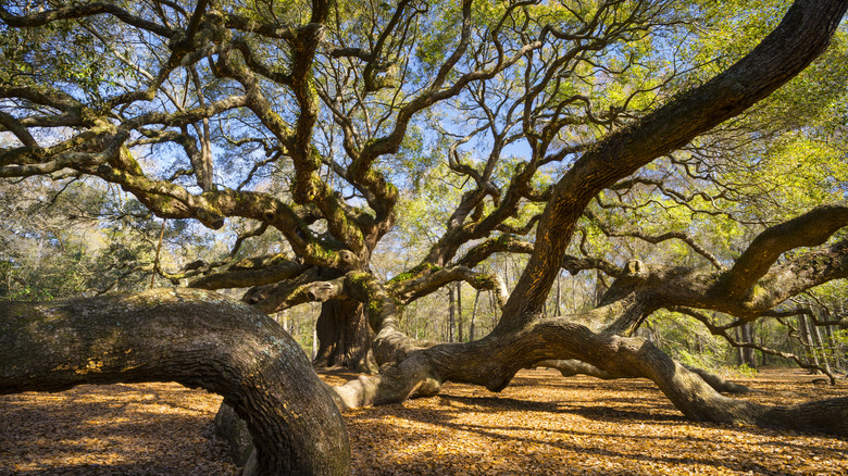 Angel Oak