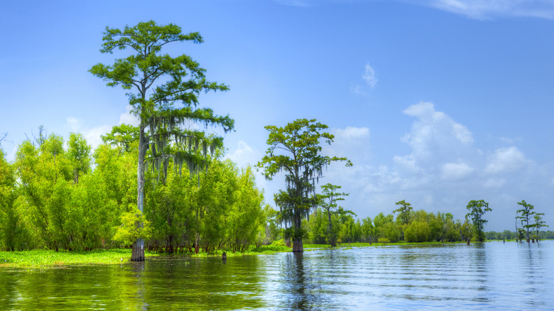 Atchafalaya Basin