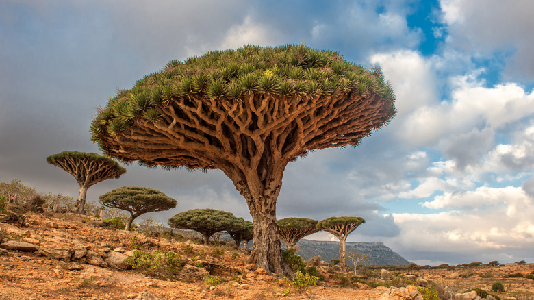 Dragon's blood trees of Socotra