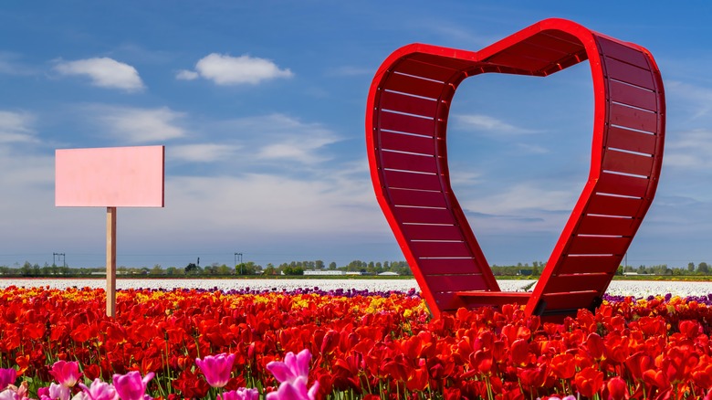 red heart in tulip field