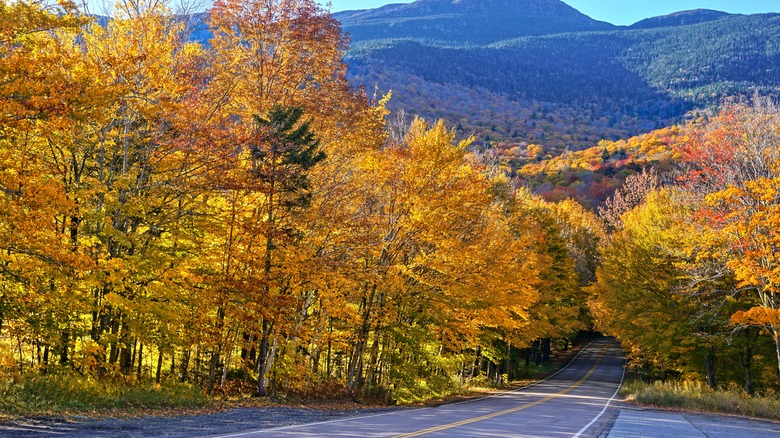 vermont road fall foliage