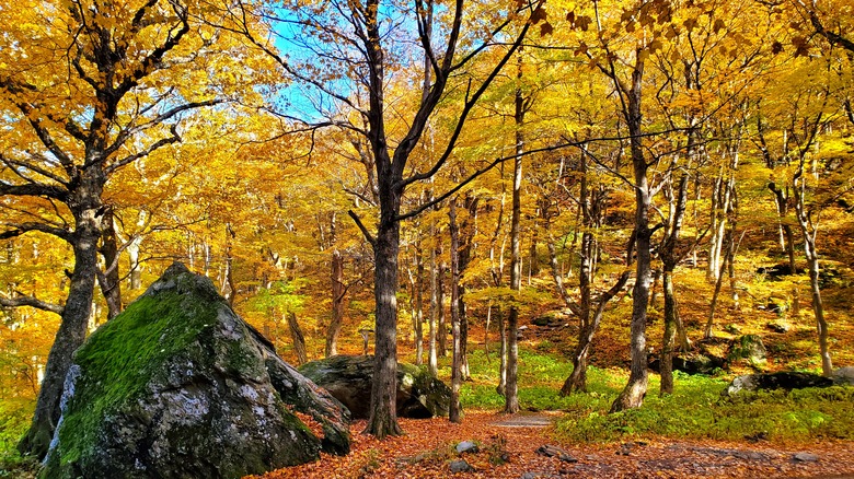 smuggler's notch park vermont fall