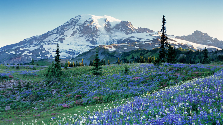 ground view of Mount Rainier