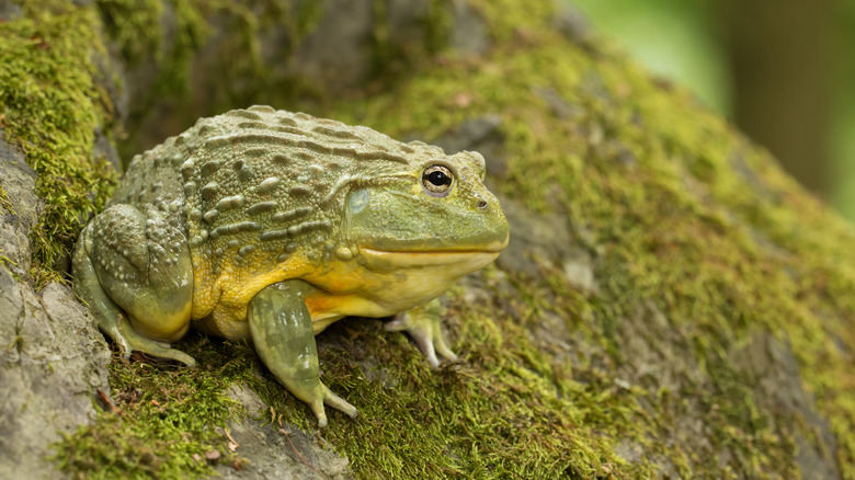 African Bullfrog