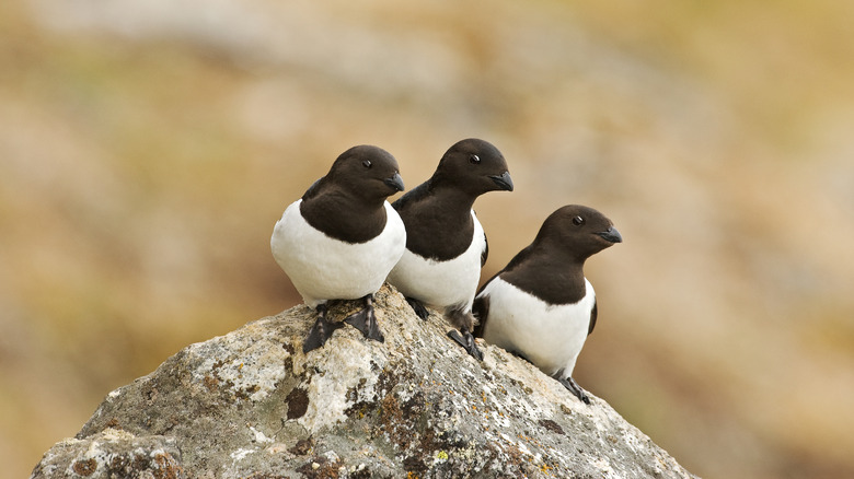 Little Auk birds on a rock
