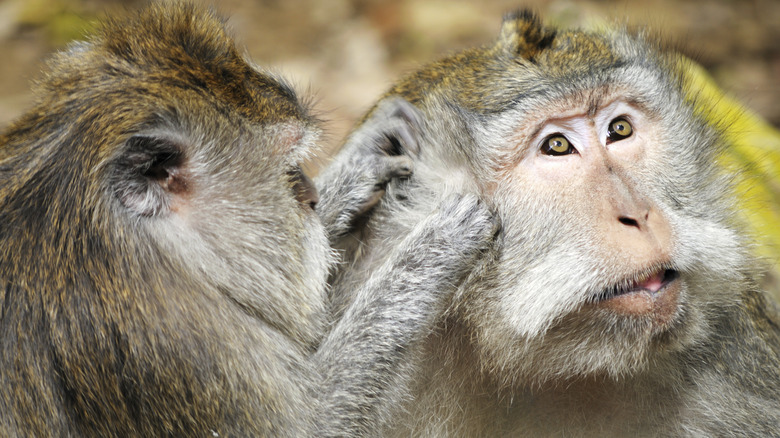 Two Macaque monkeys