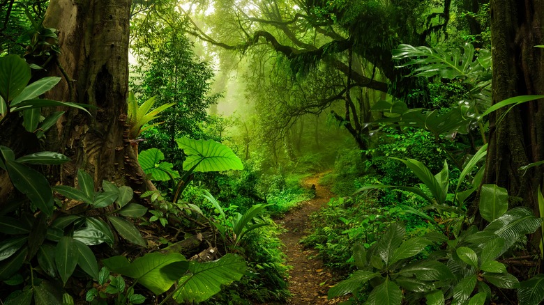 Jungle path in Amazon Rainforest