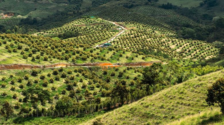 Farm in Antioquia, Colombia