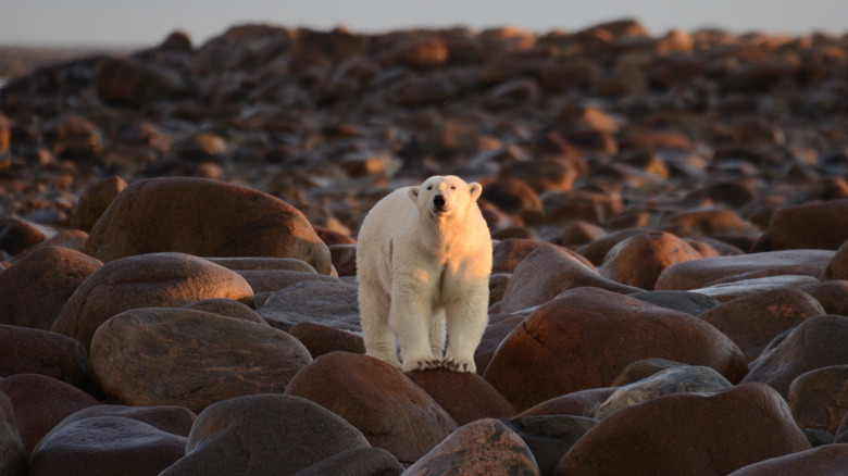 Polar bear in Churchill, Manitoba