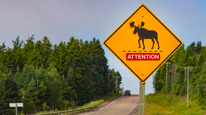 Moose crossing sign, Canada