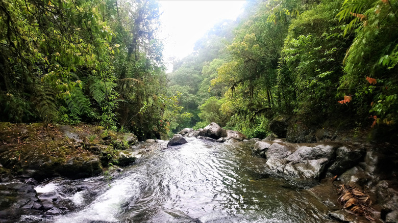 River in the Darien Gap