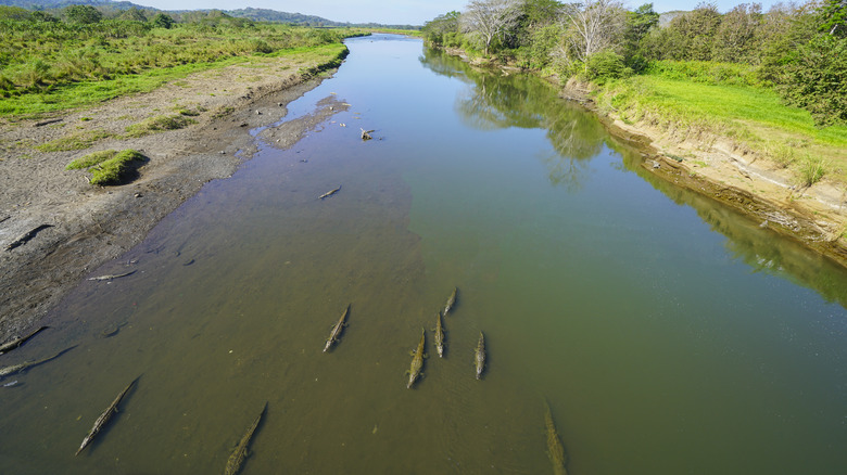 Crocodiles in the Tárcoles River