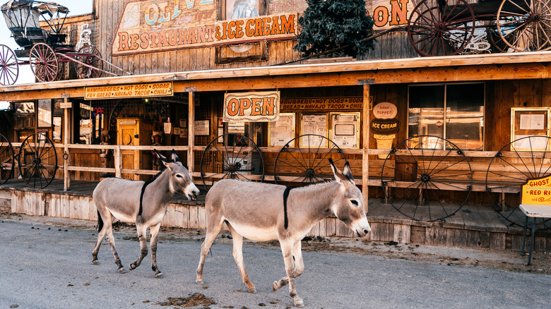 burros in Oatman, Arizona