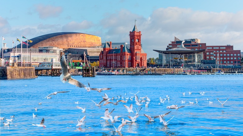 city skyline with seagulls on water