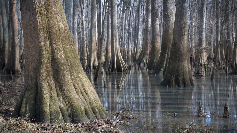 Trees with roots submerged in water