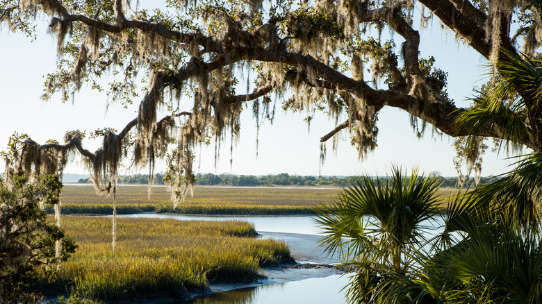 A tree and marshland landscape