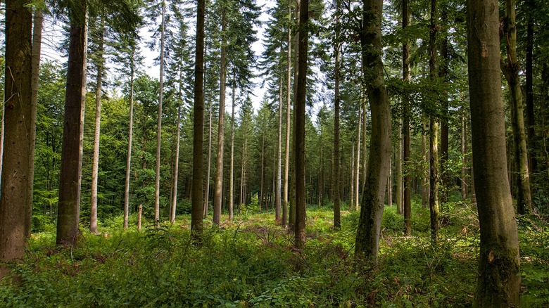 Tall trees on a ground of green plants