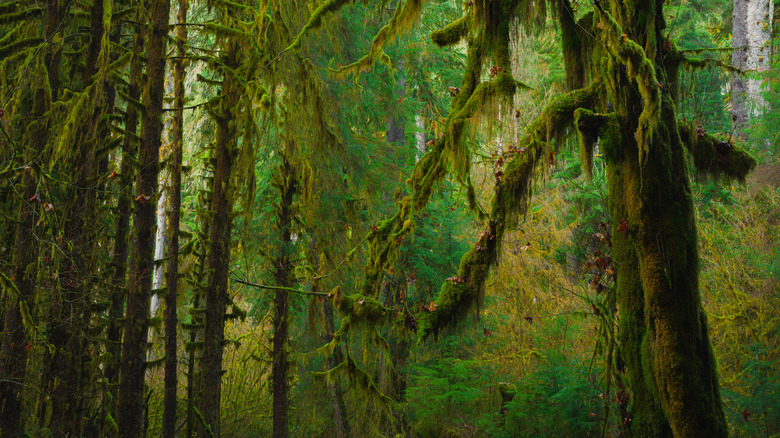 Trees in Hoh Rainforest