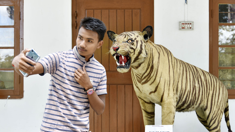 man takes a tiger selfie