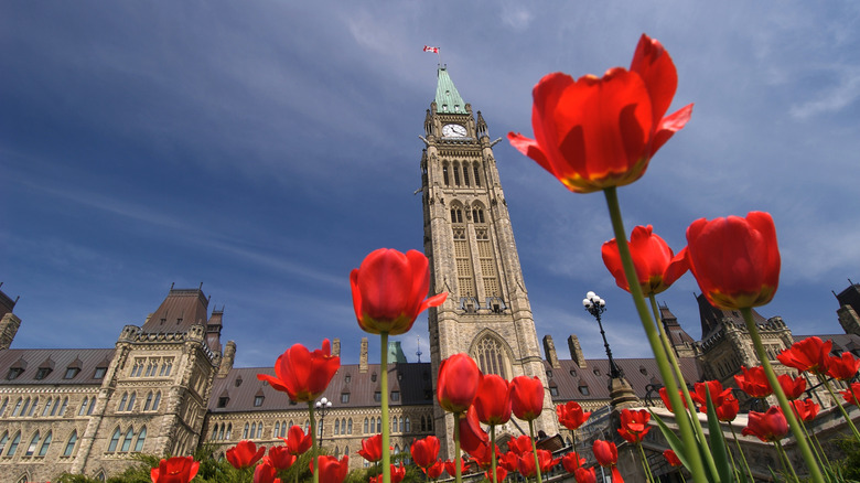 Tulips outside Parliament in Ottawa