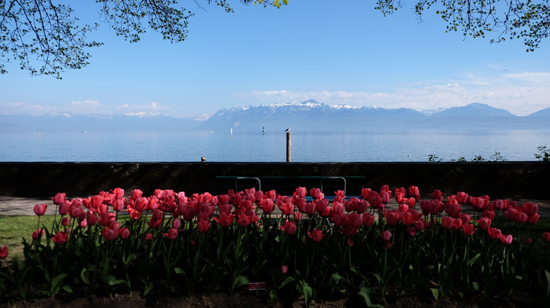 Tulip Festival in Morges, Switzerland