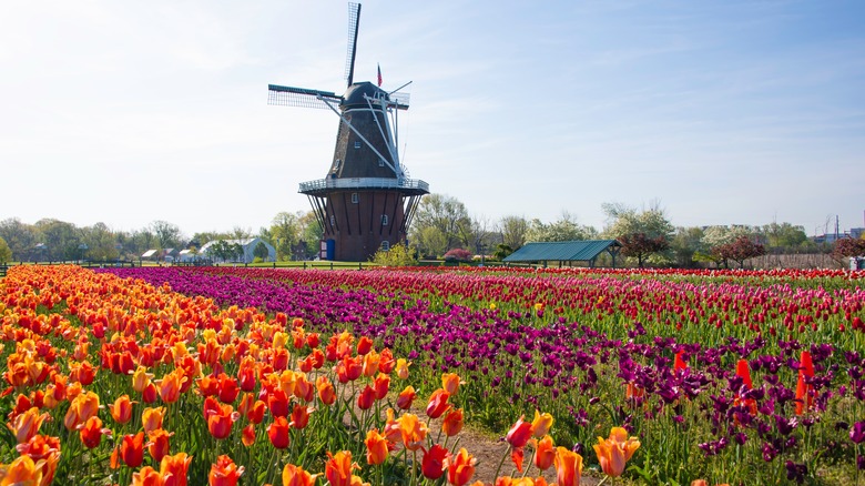 Tulip field with windmill, Holland, Michigan