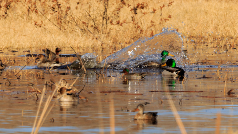 Ducks splashing in water