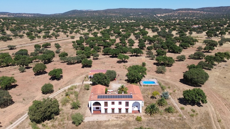 Farm surrounded by oak trees