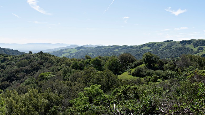 aerial view of lush forest