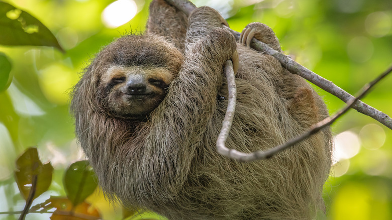 Sloth in Costa Rica