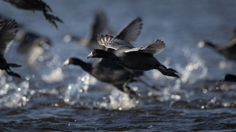 American coots flying over Reelfoot Lake