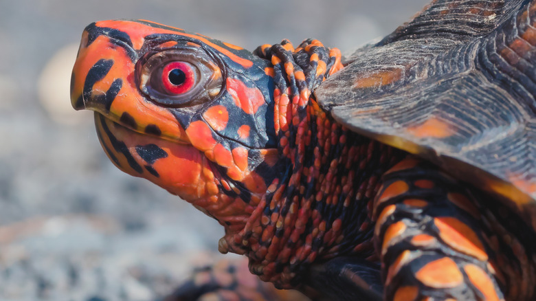 A vividly colored Eastern Box Turtle