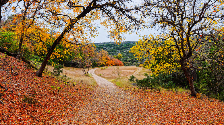 path leading through fall trees