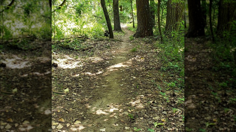 shady hiking trail woods