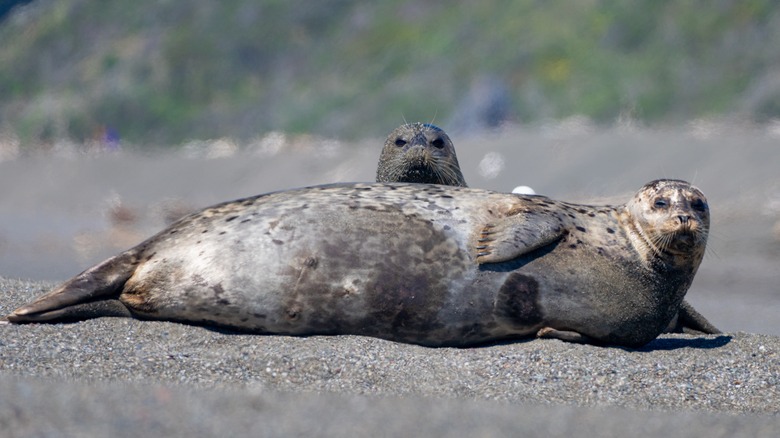 seals at goat rock beach