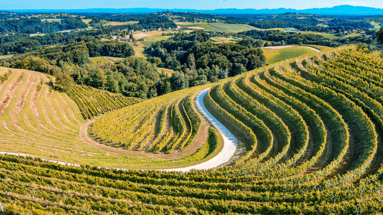 Croatian vineyards