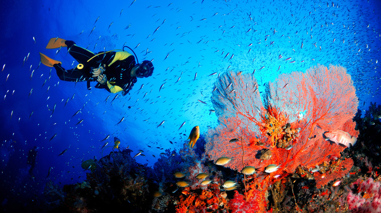 Scuba diver exploring coral reefs