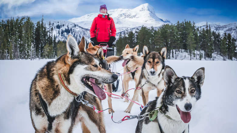 Woman kissing sled dog